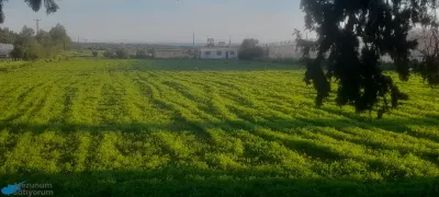 Gelincik Köyü Arsa İmarli