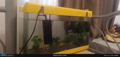 Acil Satlik Balık Akvaryumu
