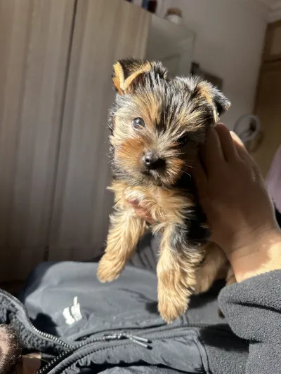 Erkek Yorkshire Terrier